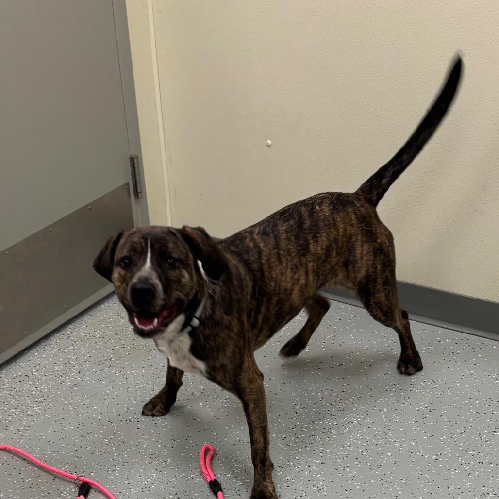 Enlarge Marcy (Rogue), a Adoptable mixed breed in Galax, VA image 2/5