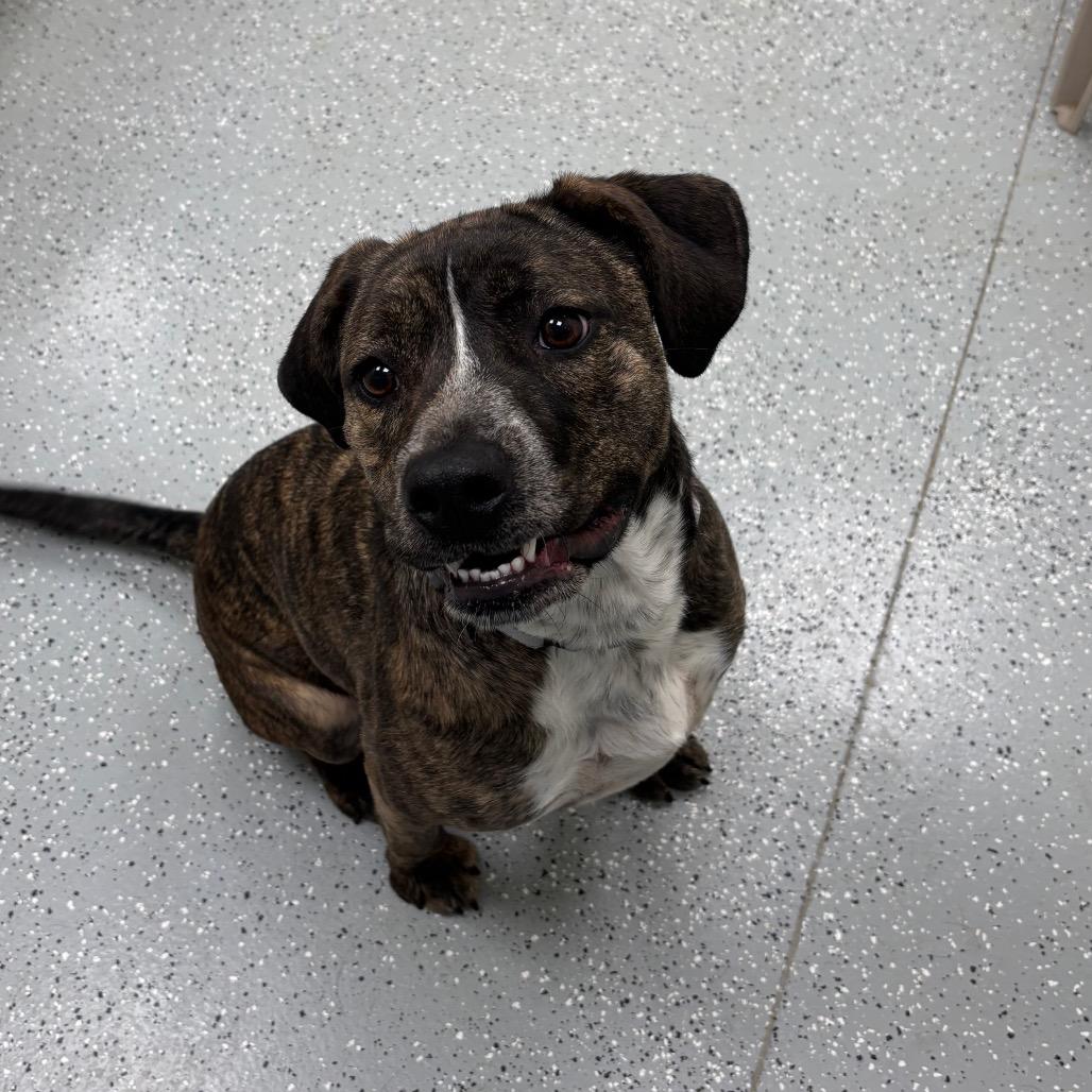 Enlarge Marcy (Rogue), a Adoptable mixed breed in Galax, VA image 3/5