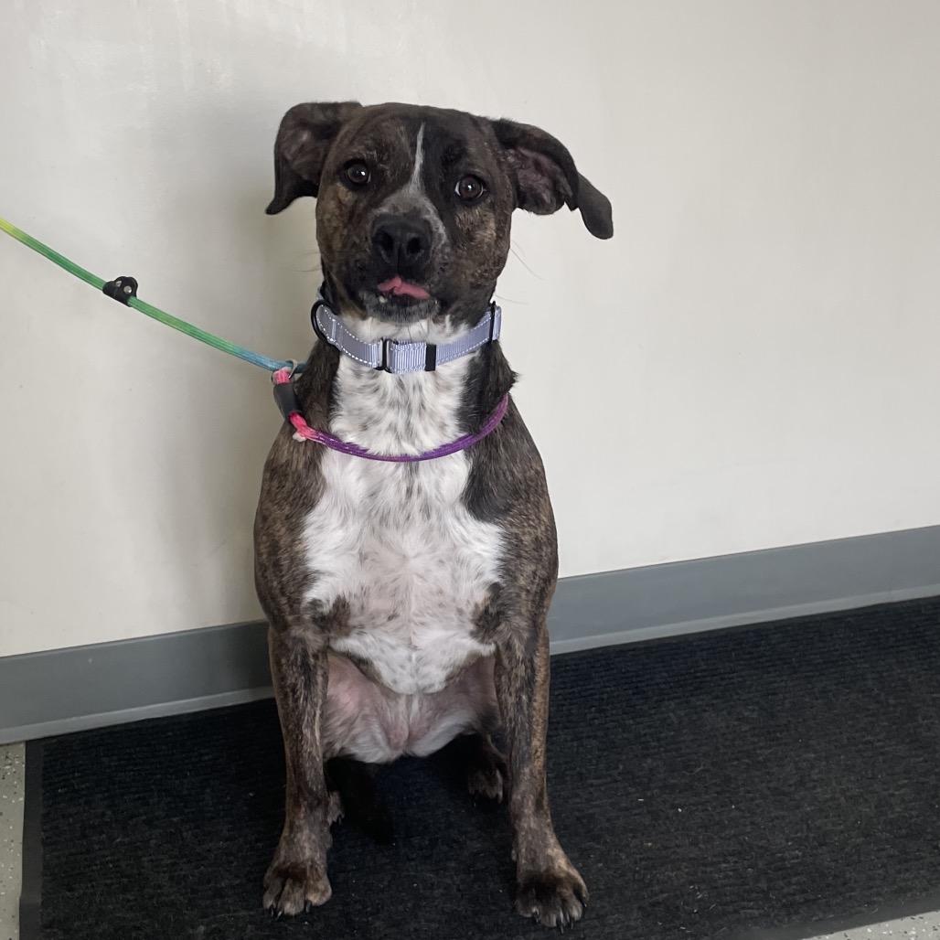 Enlarge Marcy (Rogue), a Adoptable mixed breed in Galax, VA image 1/2