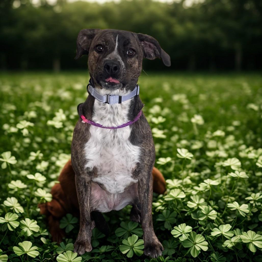 Enlarge Marcy (Rogue), a Adoptable mixed breed in Galax, VA image 2/2