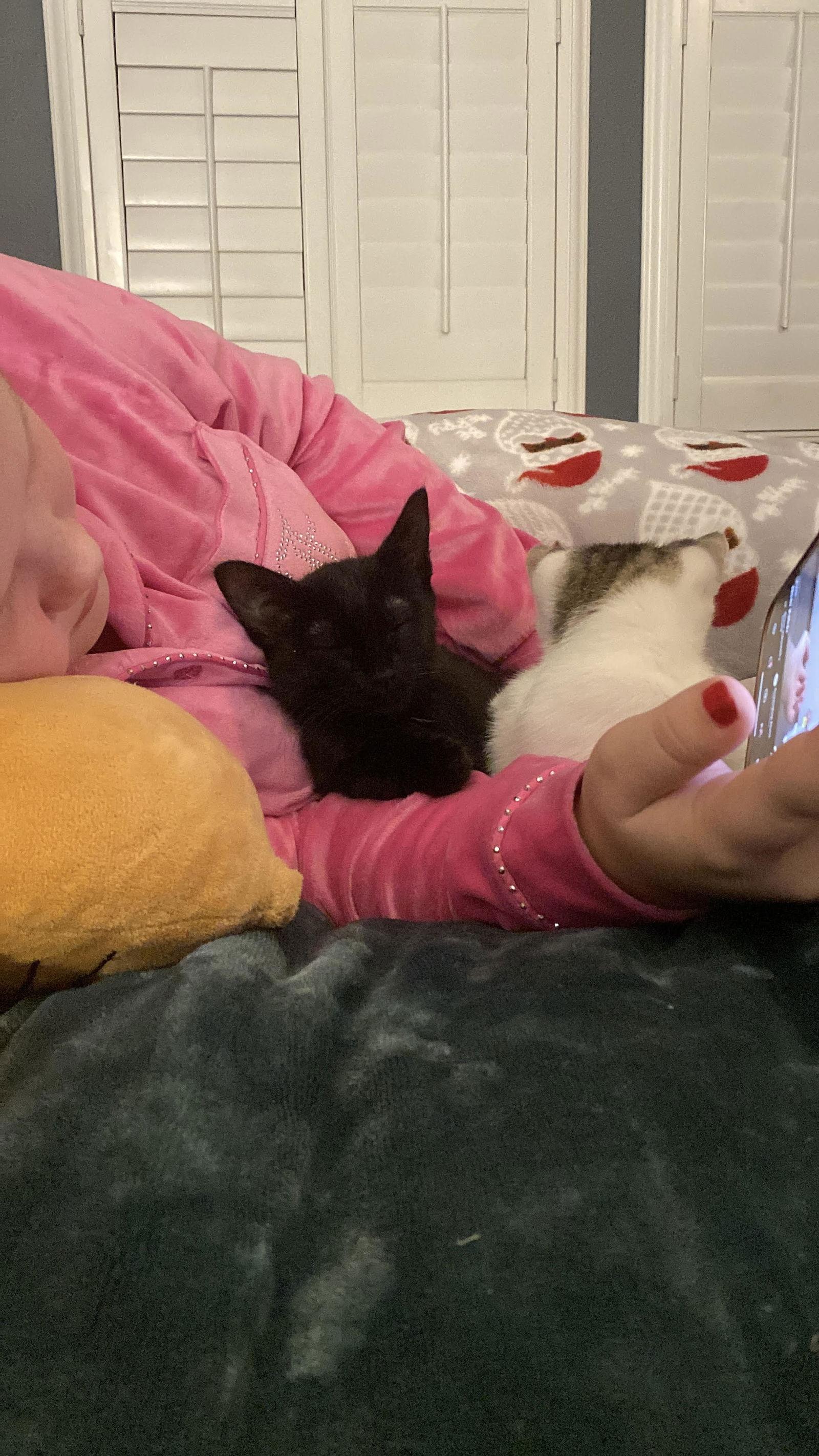 Sally (Napa CS), Adoptable, Kitten Female Domestic Short Hair.