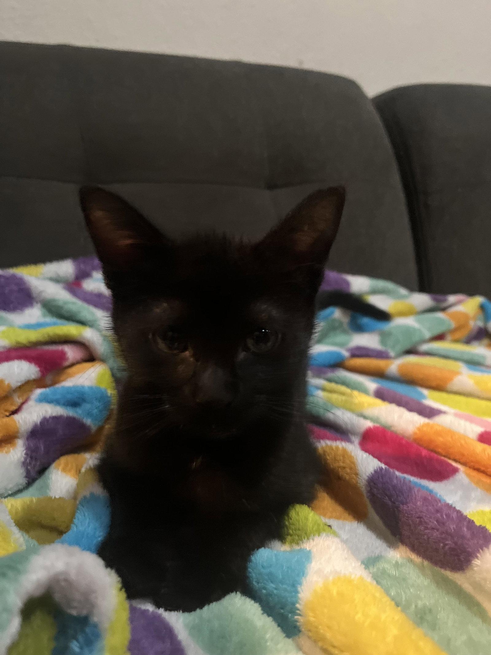 Enlarge Sally (Napa CS), a Adoptable Domestic Short Hair in Napa, CA image 1/3