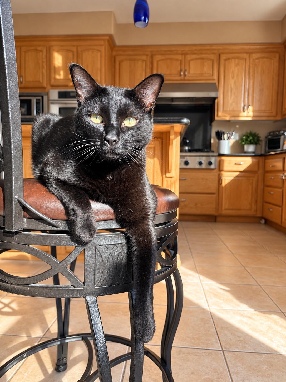 Enlarge Sally (Napa Petco CS), a Adoptable mixed breed in Napa, CA image 1/3