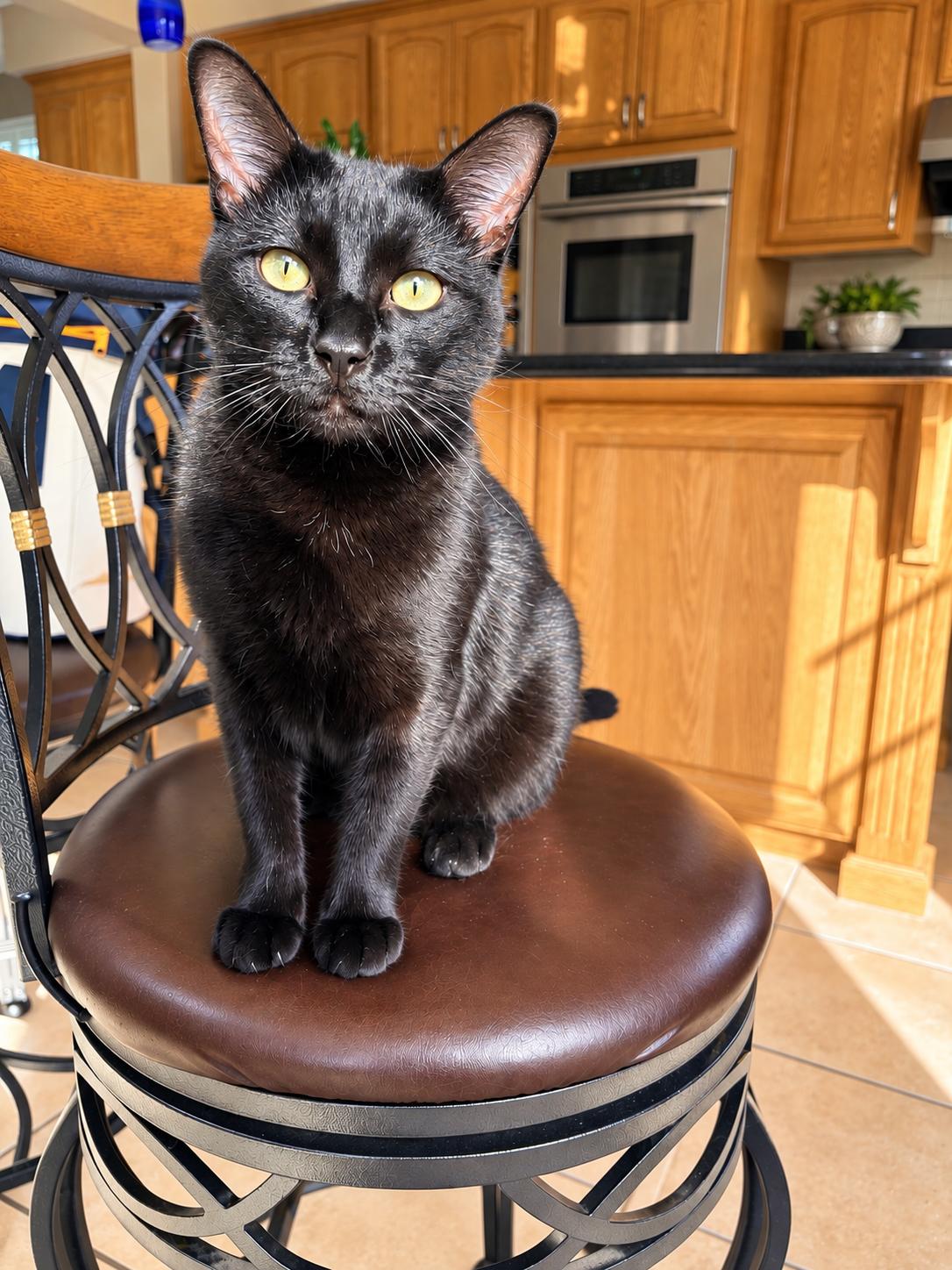 Enlarge Sally (Napa Petco CS), a Adoptable mixed breed in Napa, CA image 3/3