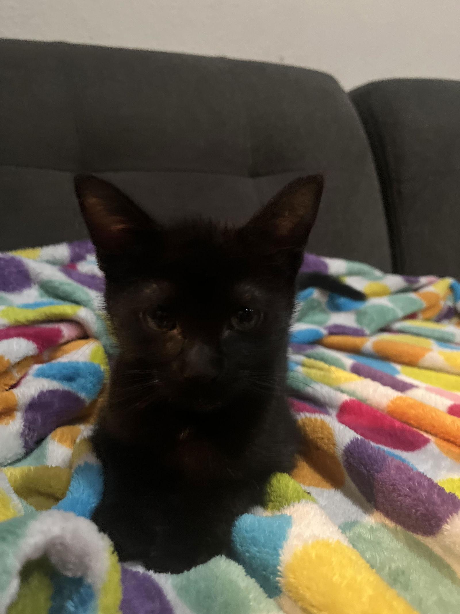 Enlarge Sally (Napa CS), a Adoptable Domestic Short Hair in Napa, CA image 3/6