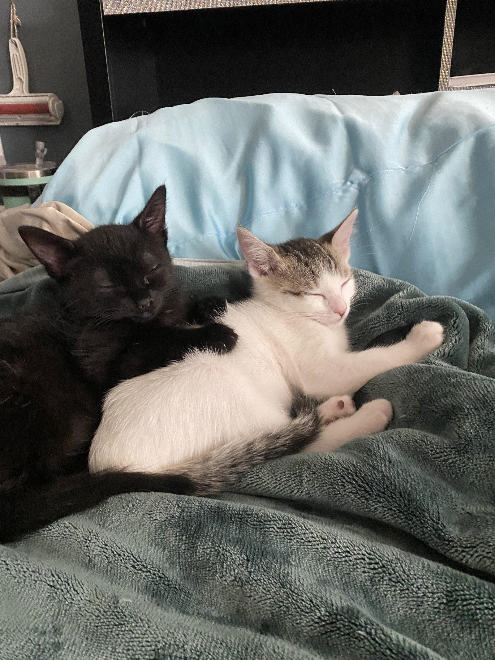 Enlarge Sally (Napa CS), a Adoptable Domestic Short Hair in Napa, CA image 3/3