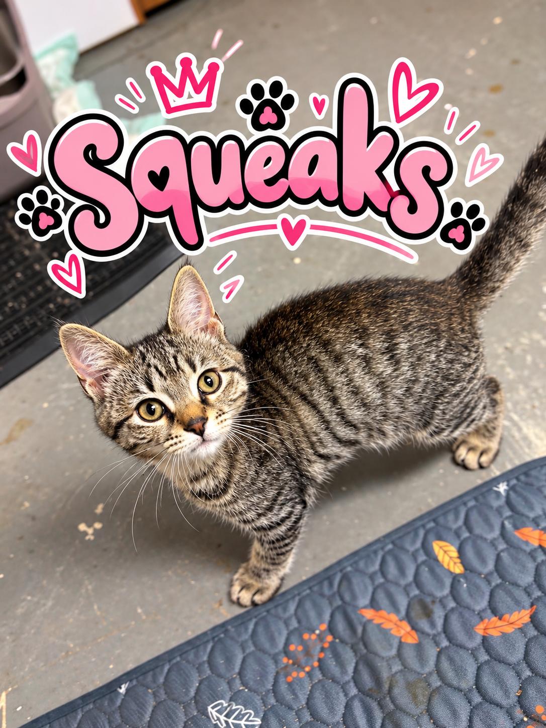 Enlarge Squeaks, a Adoptable Domestic Short Hair in Akron, OH image 1/1