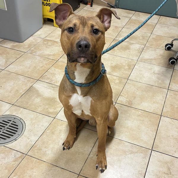 Enlarge Peter (mcas), a Adoptable mixed breed in Troutdale, OR image 1/1