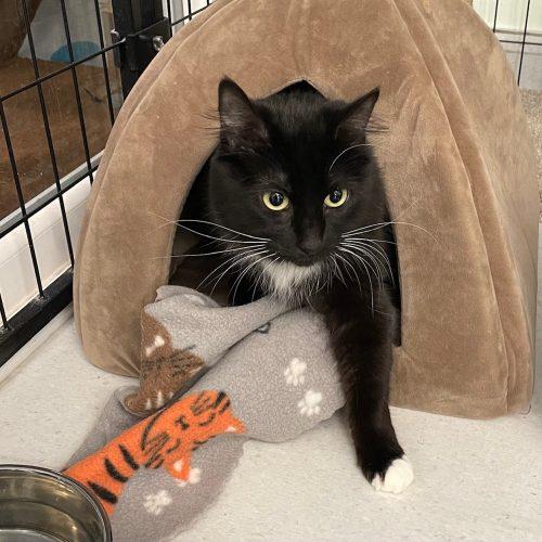 Princess, Adoptable, Young Female Domestic Long Hair & Tuxedo.