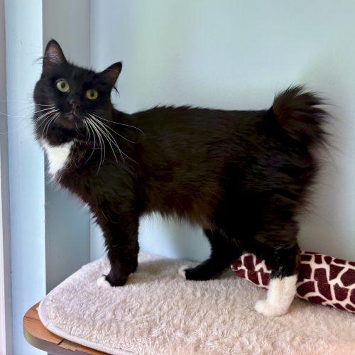 Princess, a Adoptable mixed breed in Vashon Island, WA image 2/5