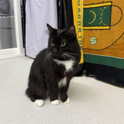 Princess, a Adoptable mixed breed in Vashon Island, WA image 3/5