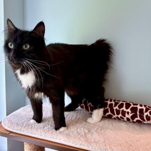 Enlarge Princess, a Adoptable mixed breed in Vashon Island, WA image 2/3