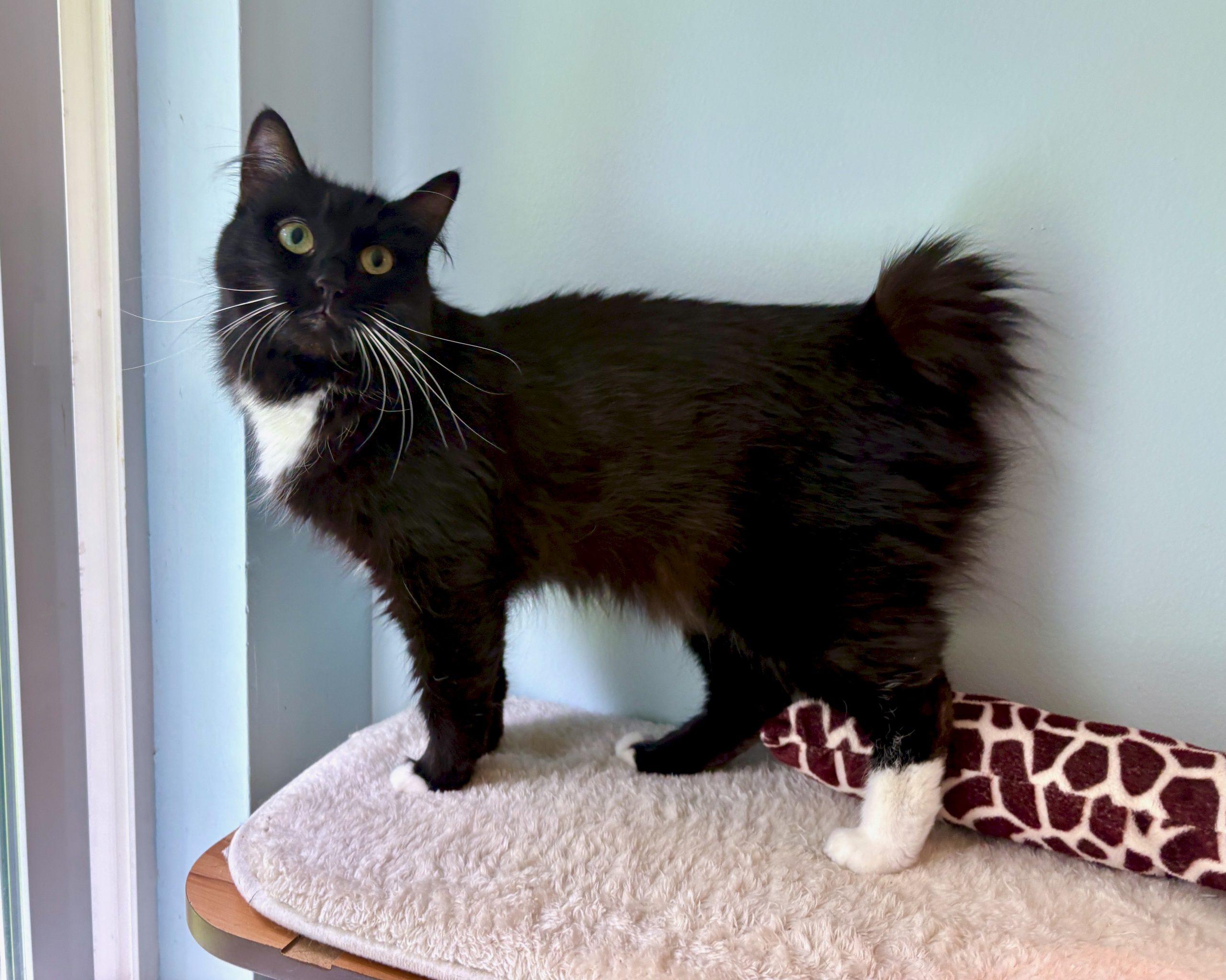 Enlarge Princess, a Adoptable mixed breed in Vashon Island, WA image 3/3