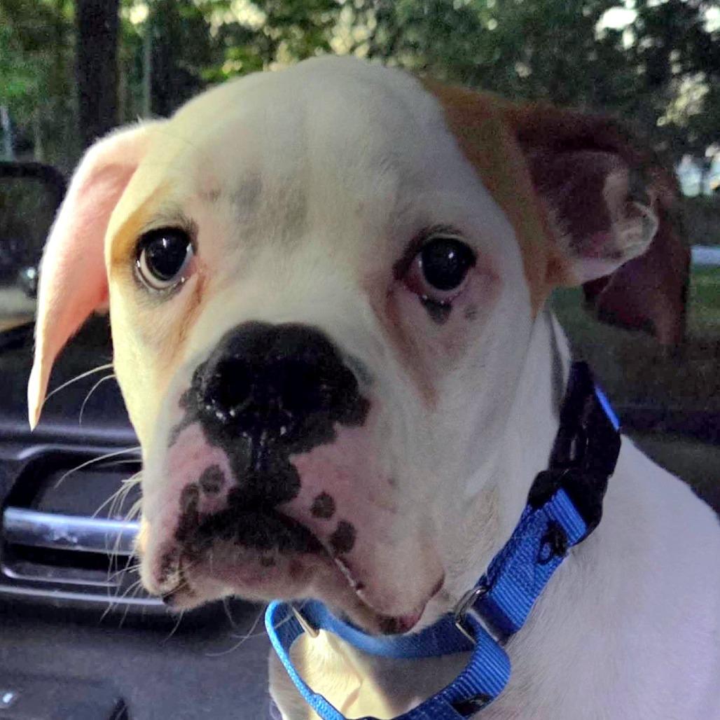 Ajax, ADOPTABLE, Puppy Male Boxer.