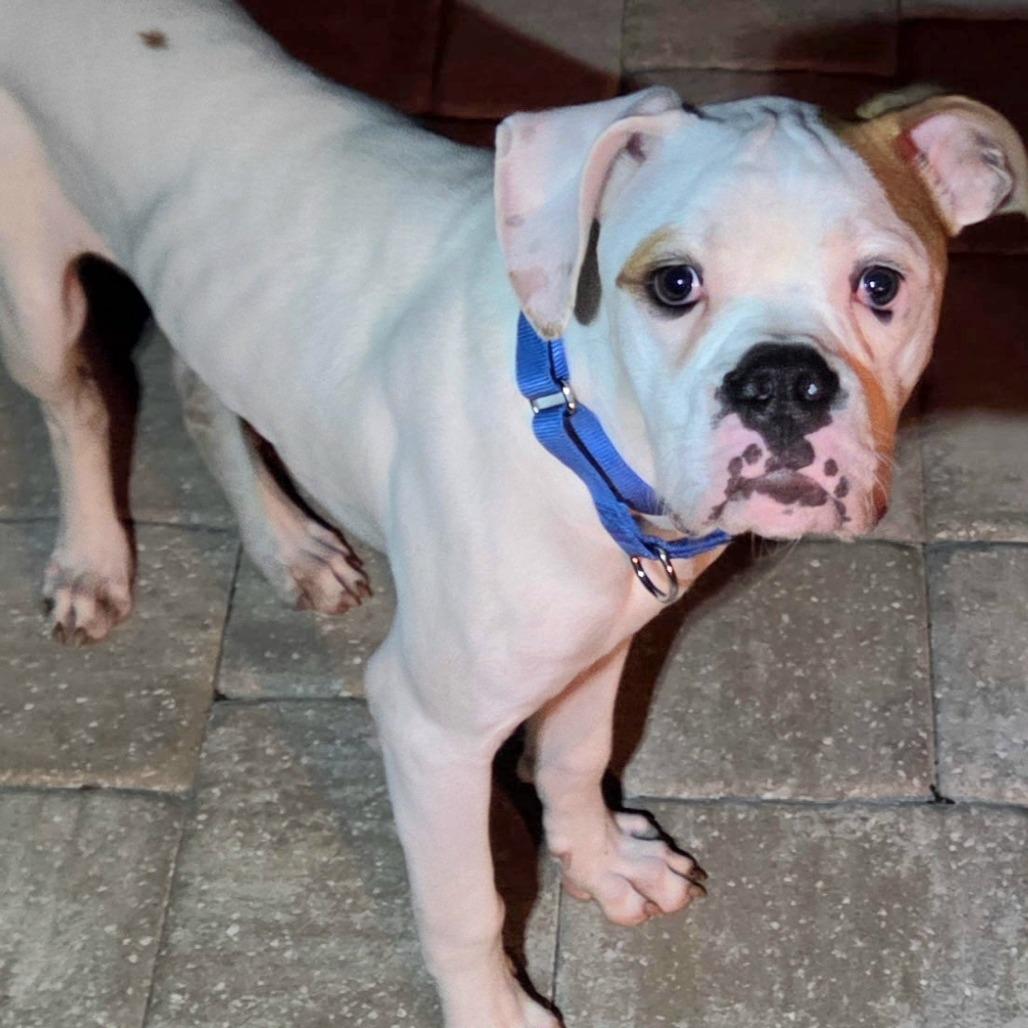 Enlarge Ajax, a ADOPTABLE Boxer in Tallahassee, FL image 6/6