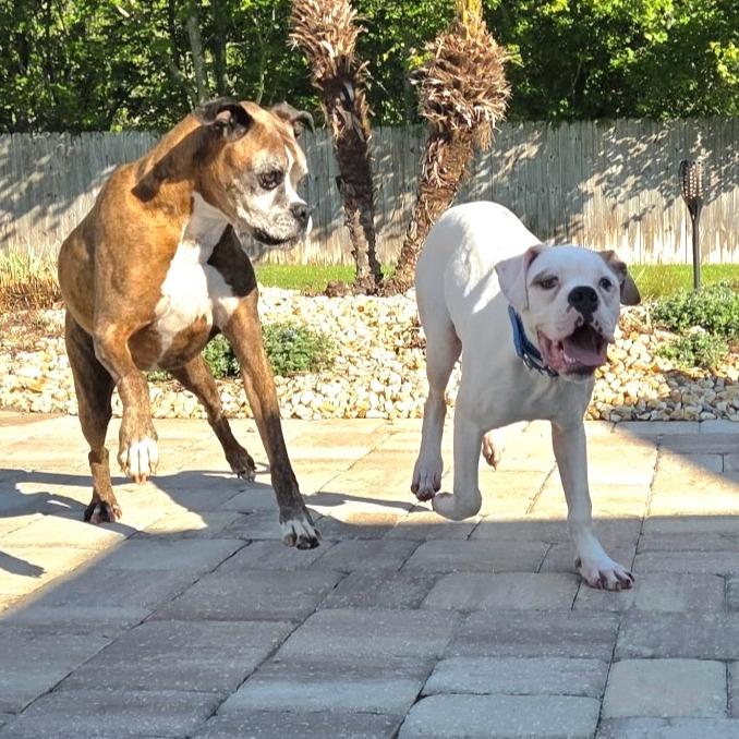 Enlarge Ajax, a ADOPTABLE Boxer in Tallahassee, FL image 3/6