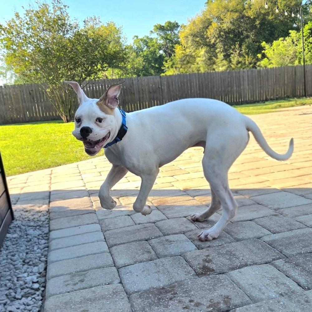 Enlarge Ajax, a ADOPTABLE Boxer in Tallahassee, FL image 5/6