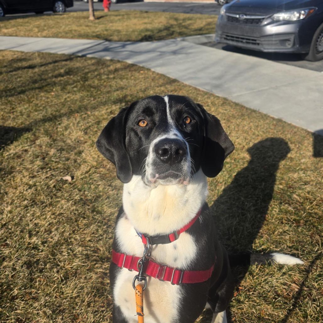 Enlarge Bo, a Adoptable Mixed Breed in Murray, UT image 1/3