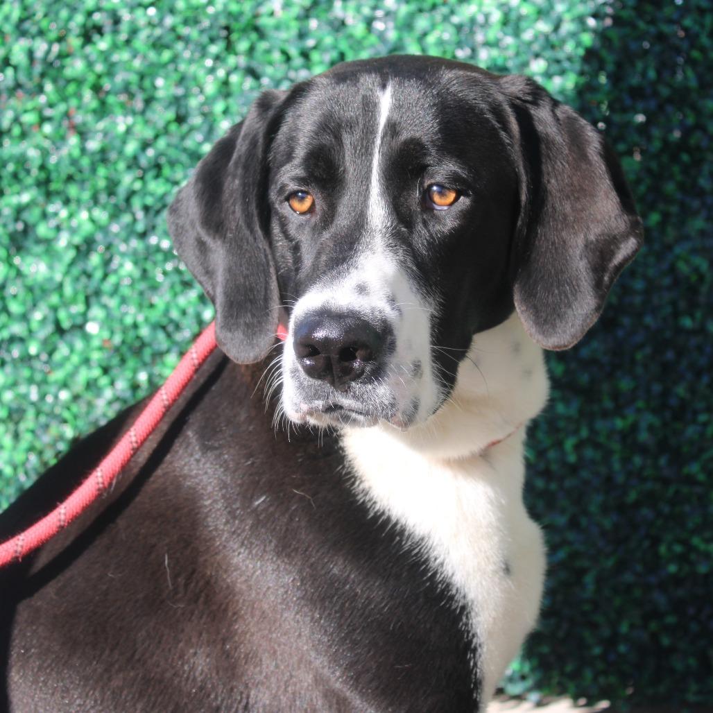 Enlarge Bo, a Adoptable Mixed Breed in Murray, UT image 2/3