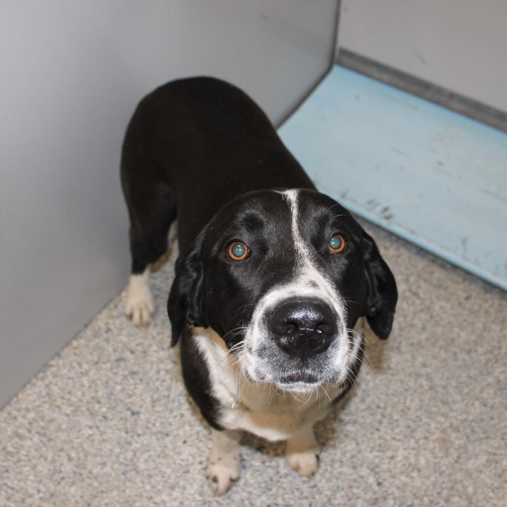 Enlarge Bo, a Adoptable Mixed Breed in Murray, UT image 3/3