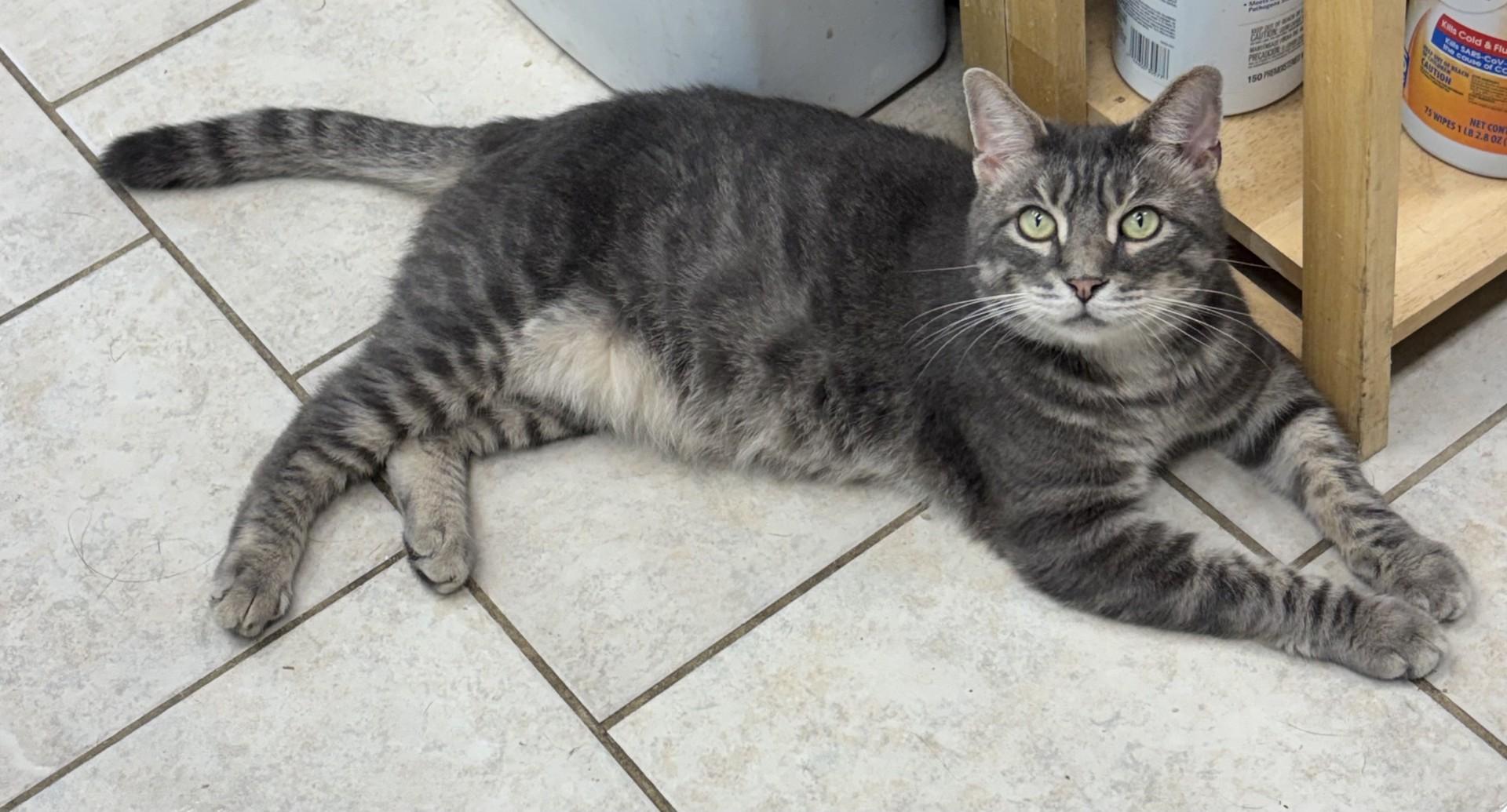 Earl, ADOPTABLE, Young Male Domestic Short Hair.
