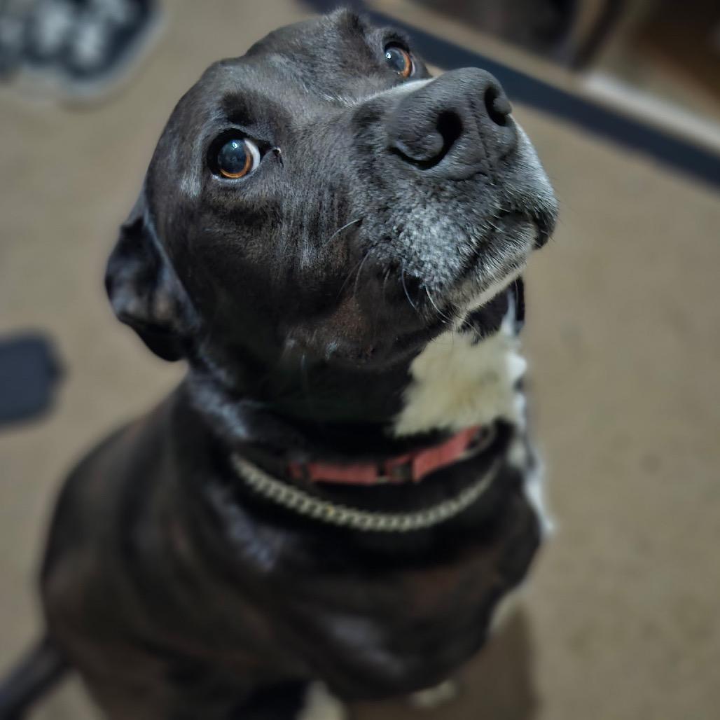 Freddie, Adoptable, Adult Male Labrador Retriever & Pit Bull Terrier.