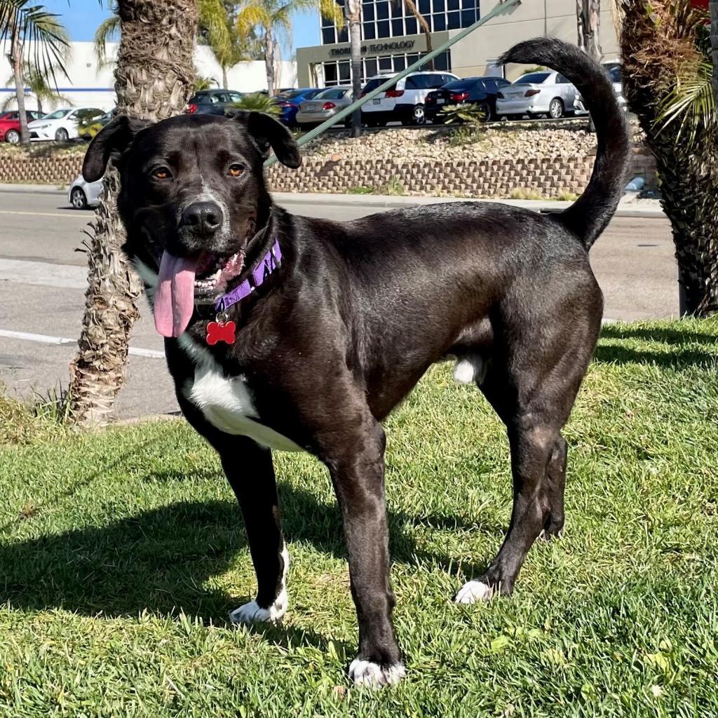 Freddie, a Adoptable mixed breed in Oceanside, CA image 2/5