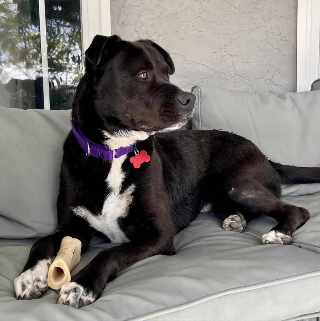 Freddie, a Adoptable mixed breed in Oceanside, CA image 3/5
