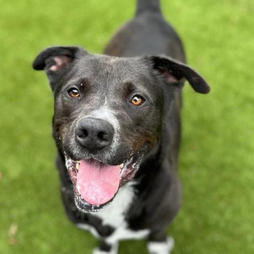 Freddie, a Adoptable mixed breed in Oceanside, CA image 5/5