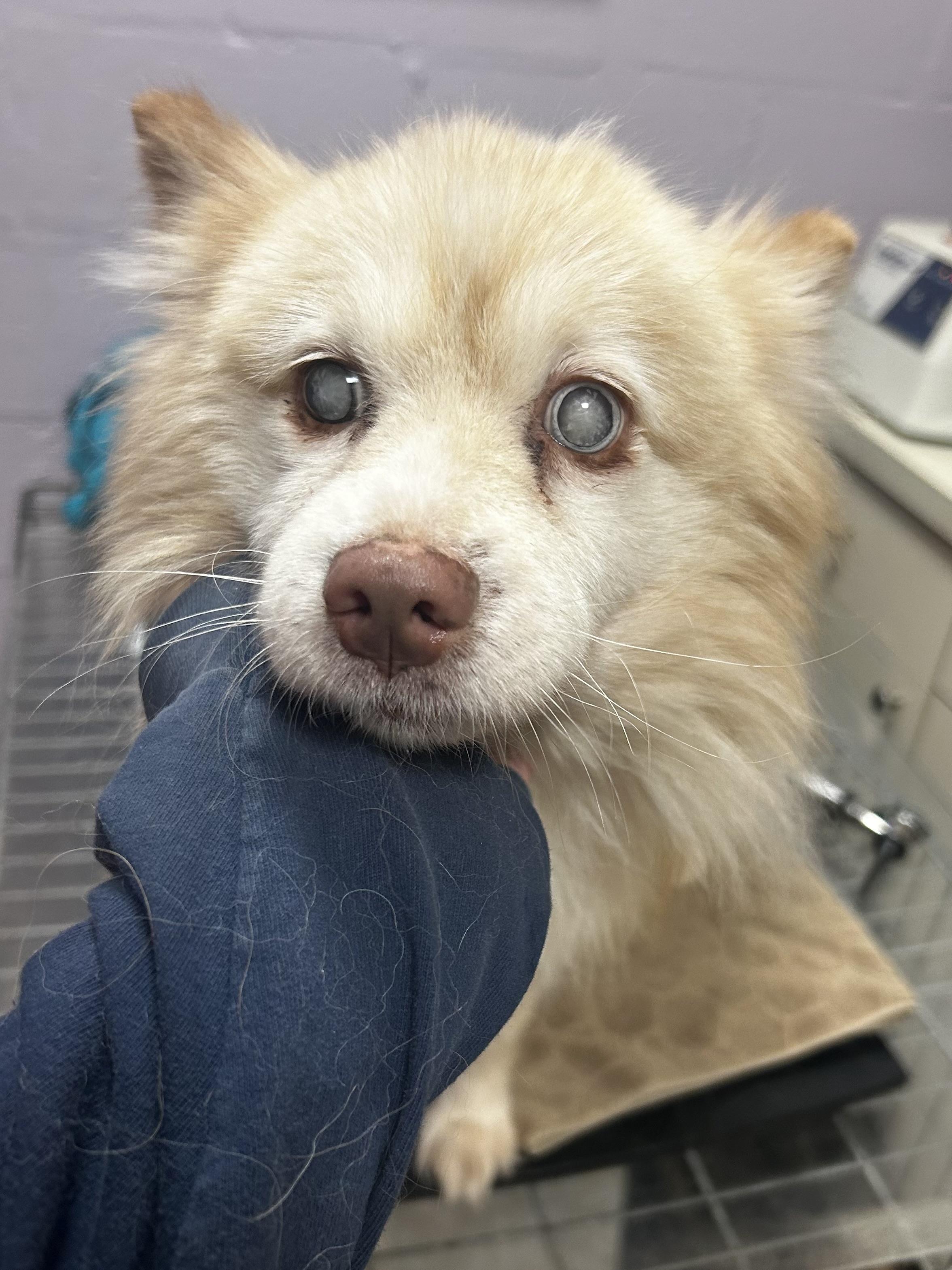 Caliblind thumbnail 2