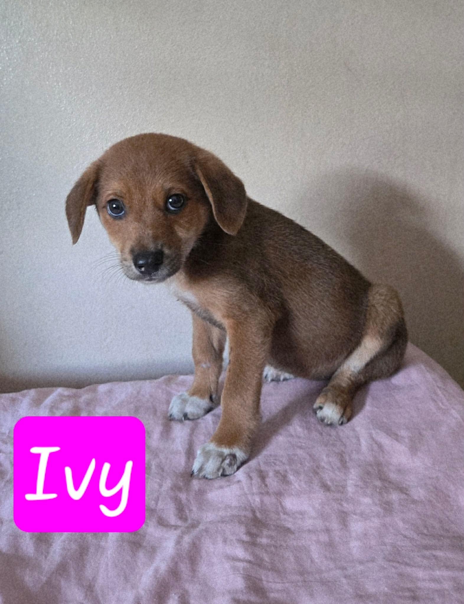 Enlarge Ivy, an adopted mixed breed in Huntington, NY image 1/1