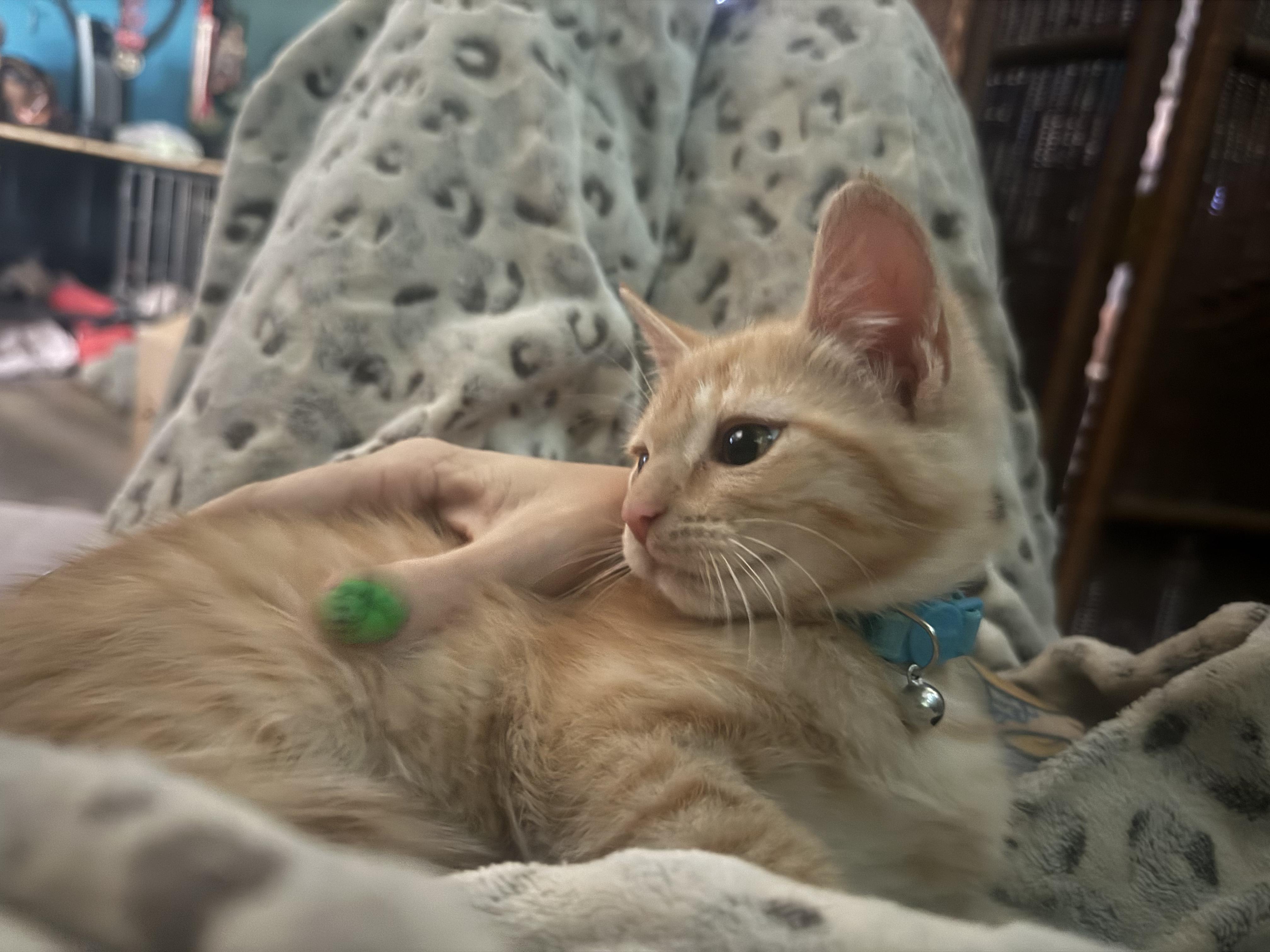 Frankie, a Adoptable Domestic Short Hair in Gardnerville, NV image 2/2