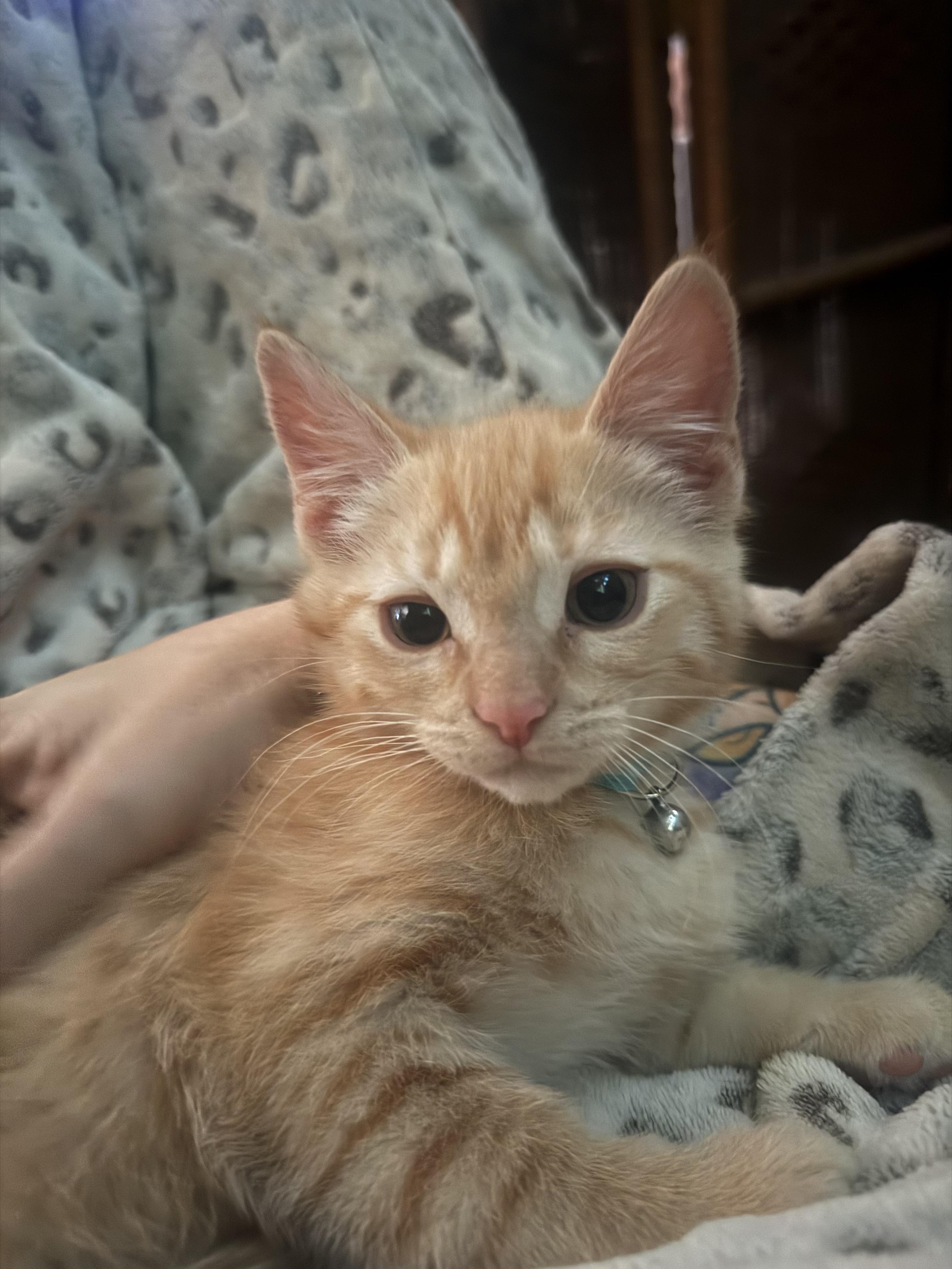 Frankie, Adoptable, Kitten Male Domestic Short Hair.
