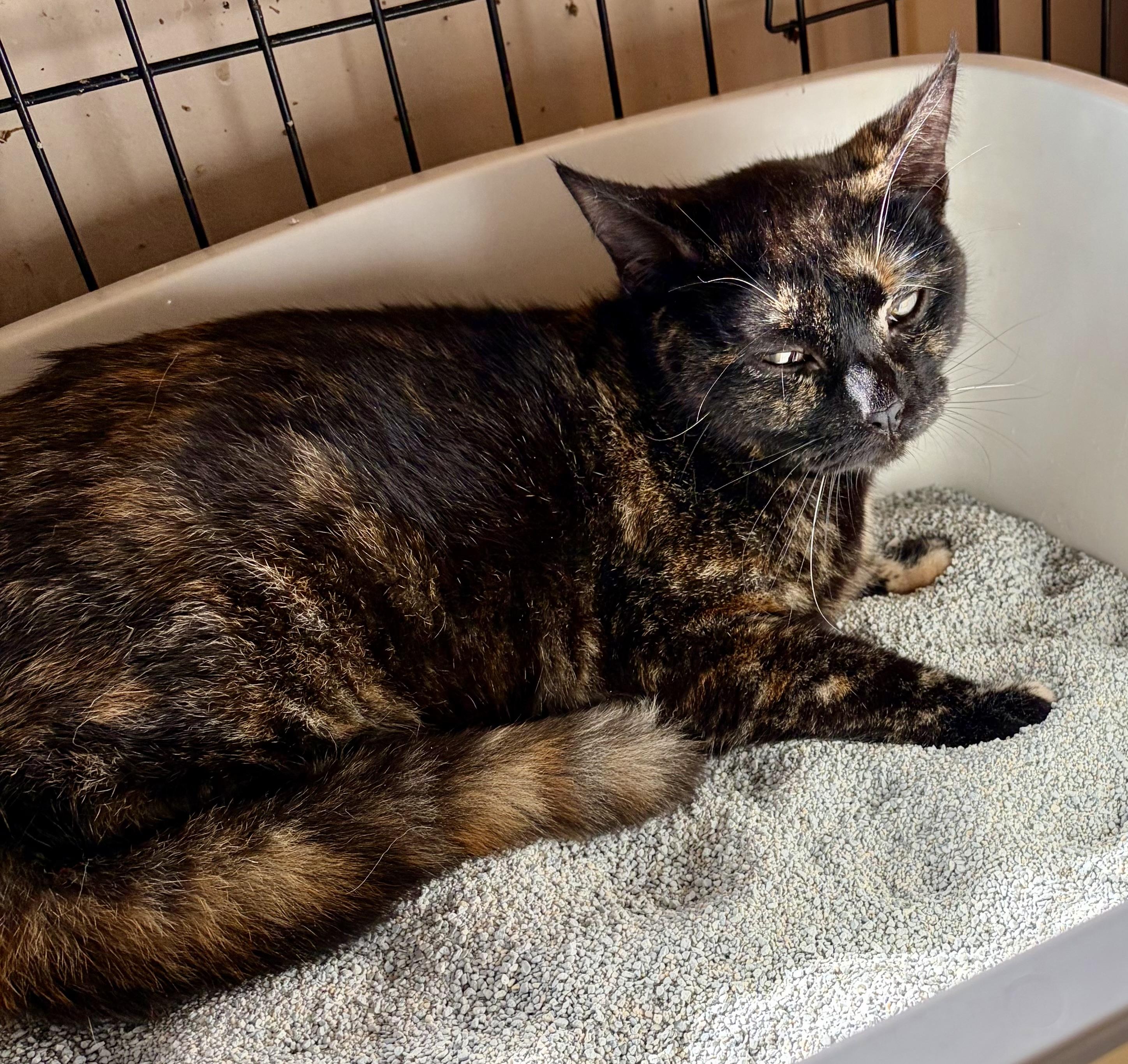 Enlarge Sienna, a hold Tortoiseshell in Houghton Lake, MI image 3/5