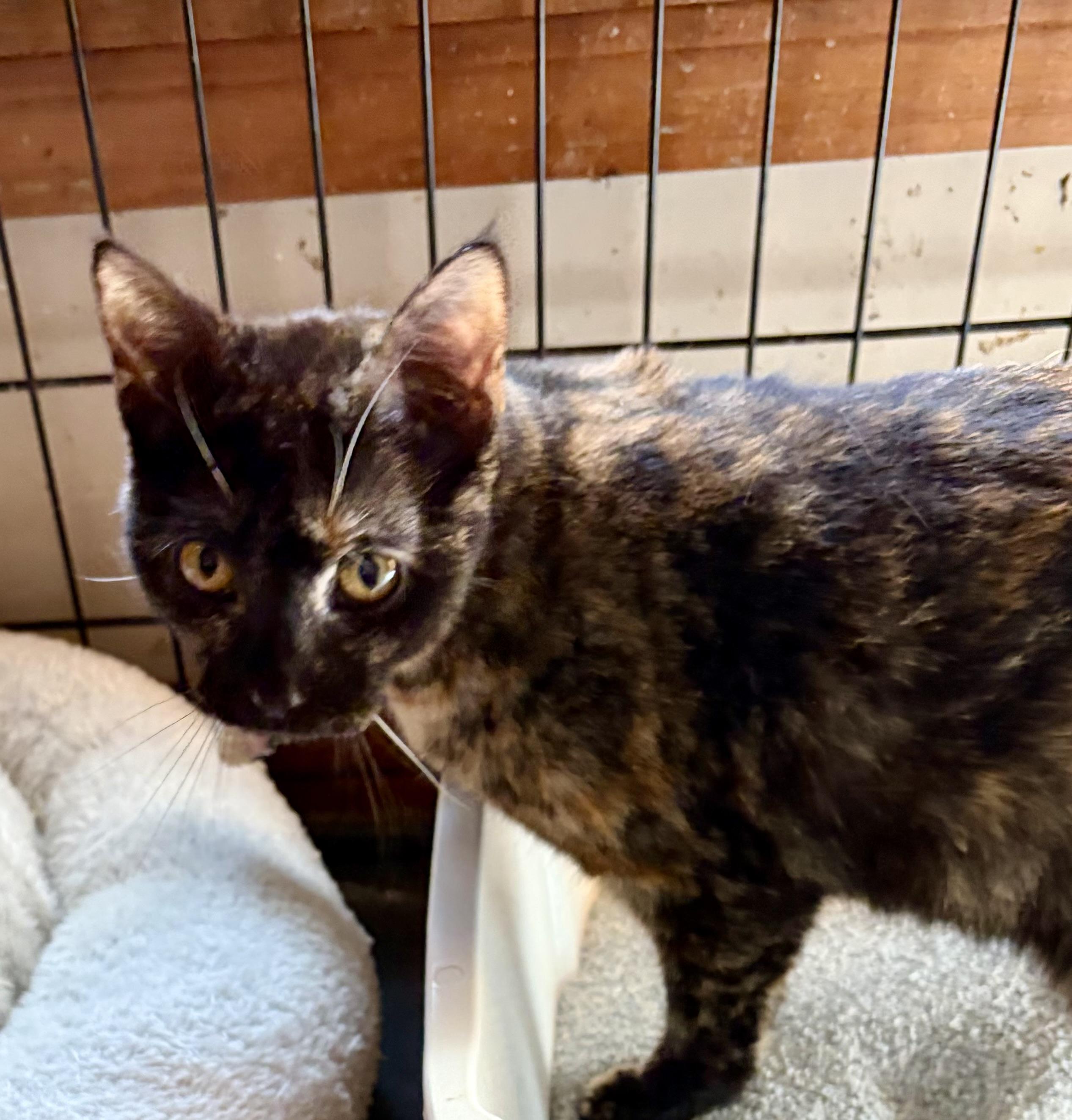 Enlarge Sienna, a hold Tortoiseshell in Houghton Lake, MI image 2/5