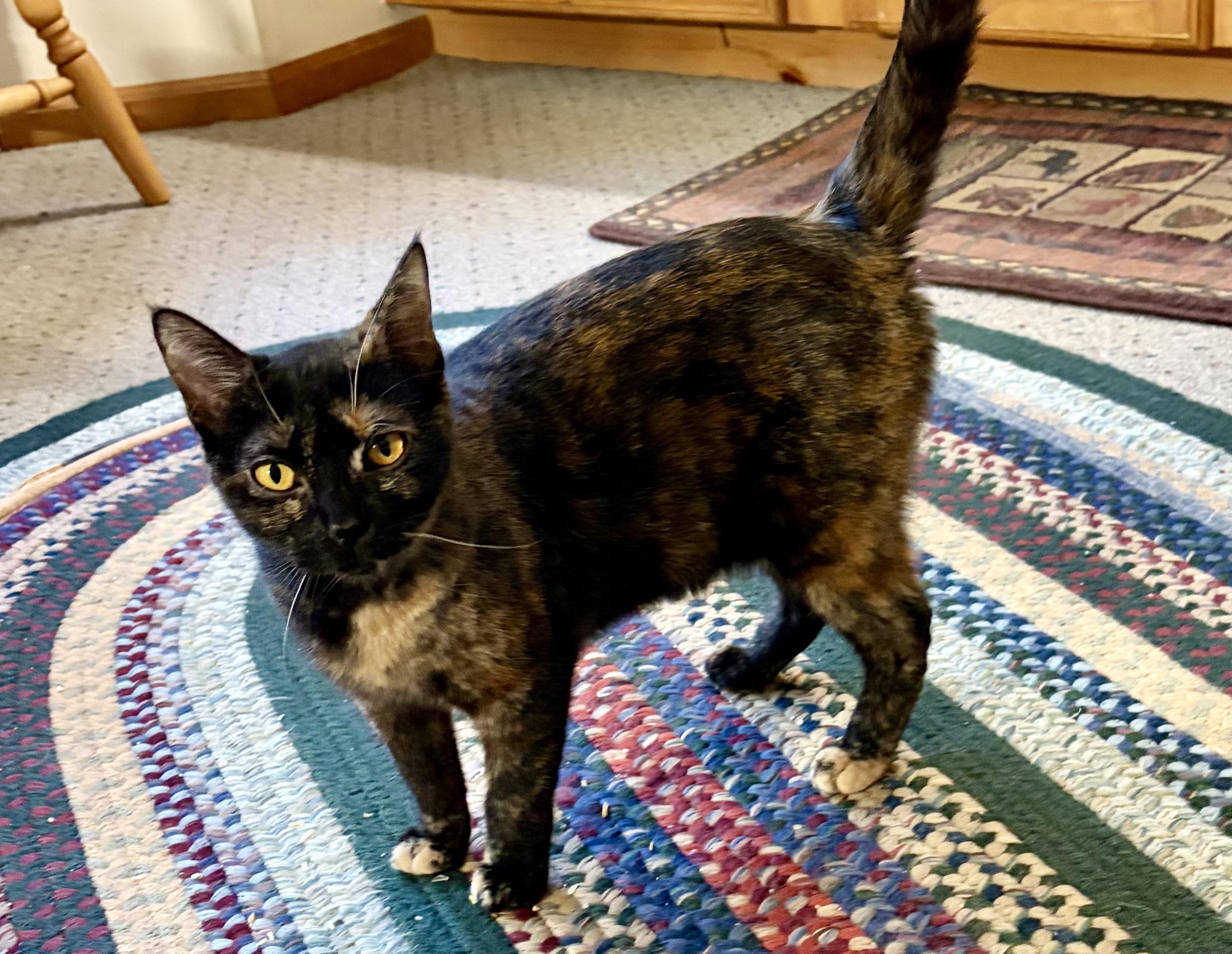 Enlarge Sienna, a hold Tortoiseshell in Houghton Lake, MI image 5/5