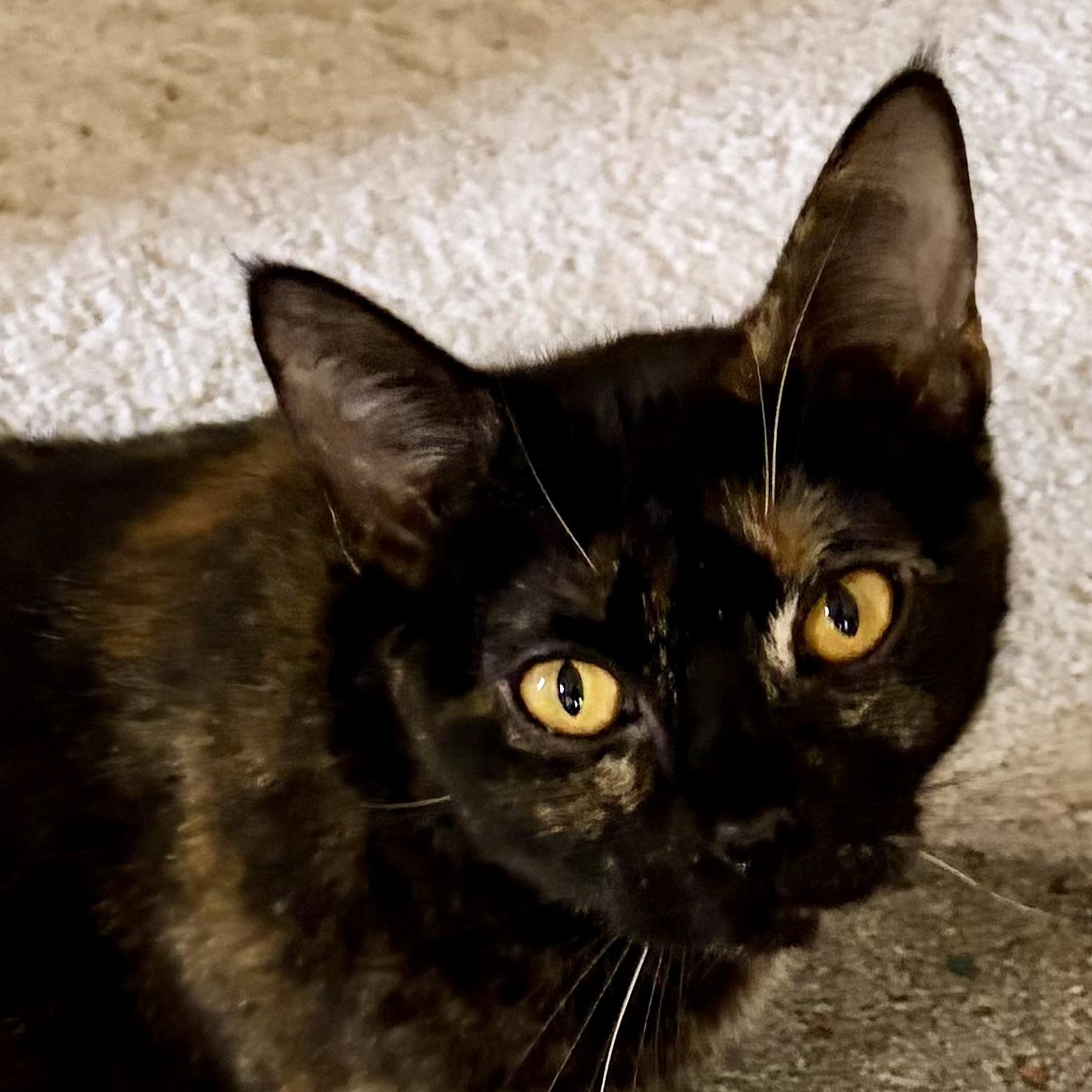 Sienna, ADOPTABLE, Young Female Tortoiseshell.