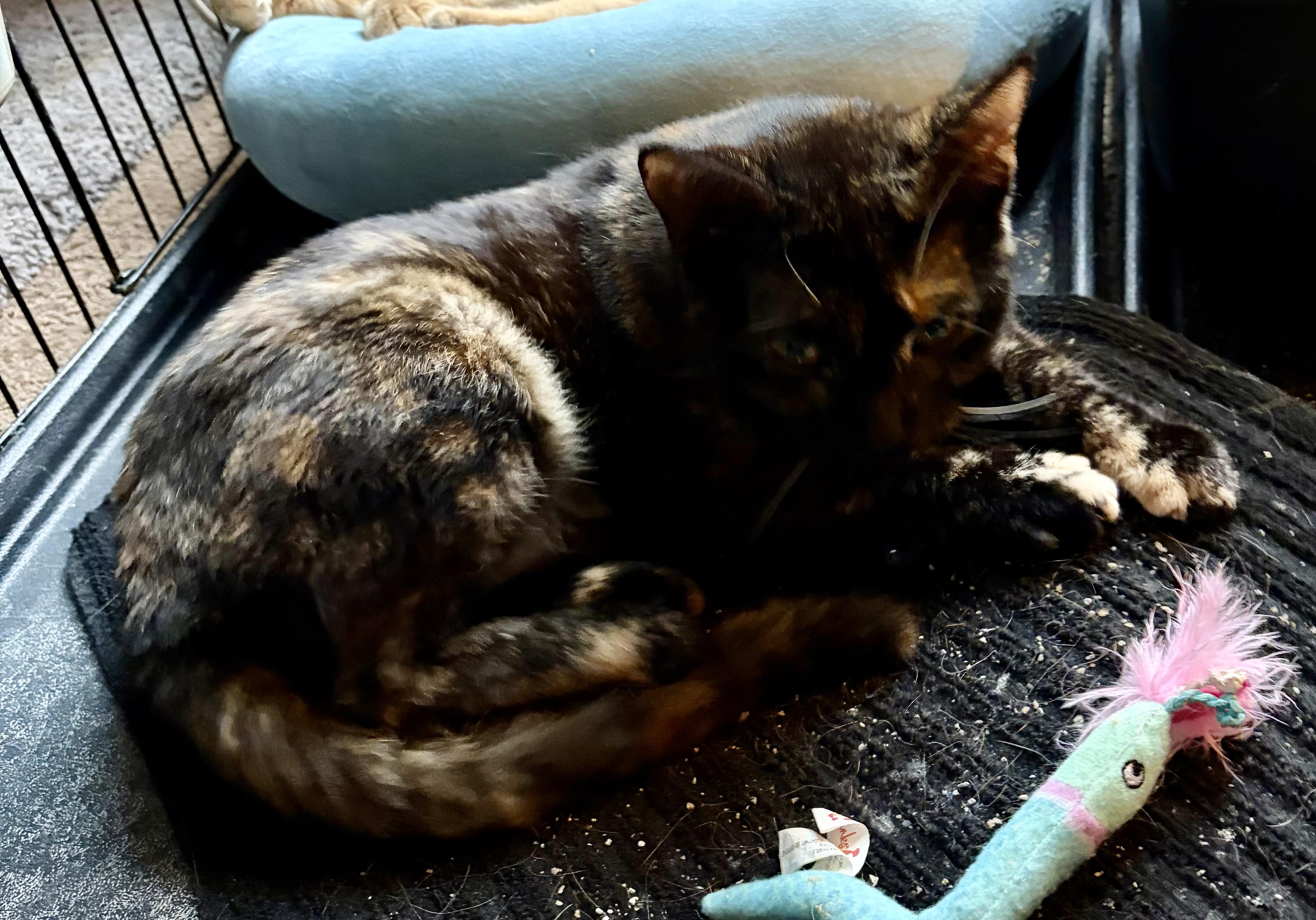 Enlarge Sienna, a hold Tortoiseshell in Houghton Lake, MI image 4/5