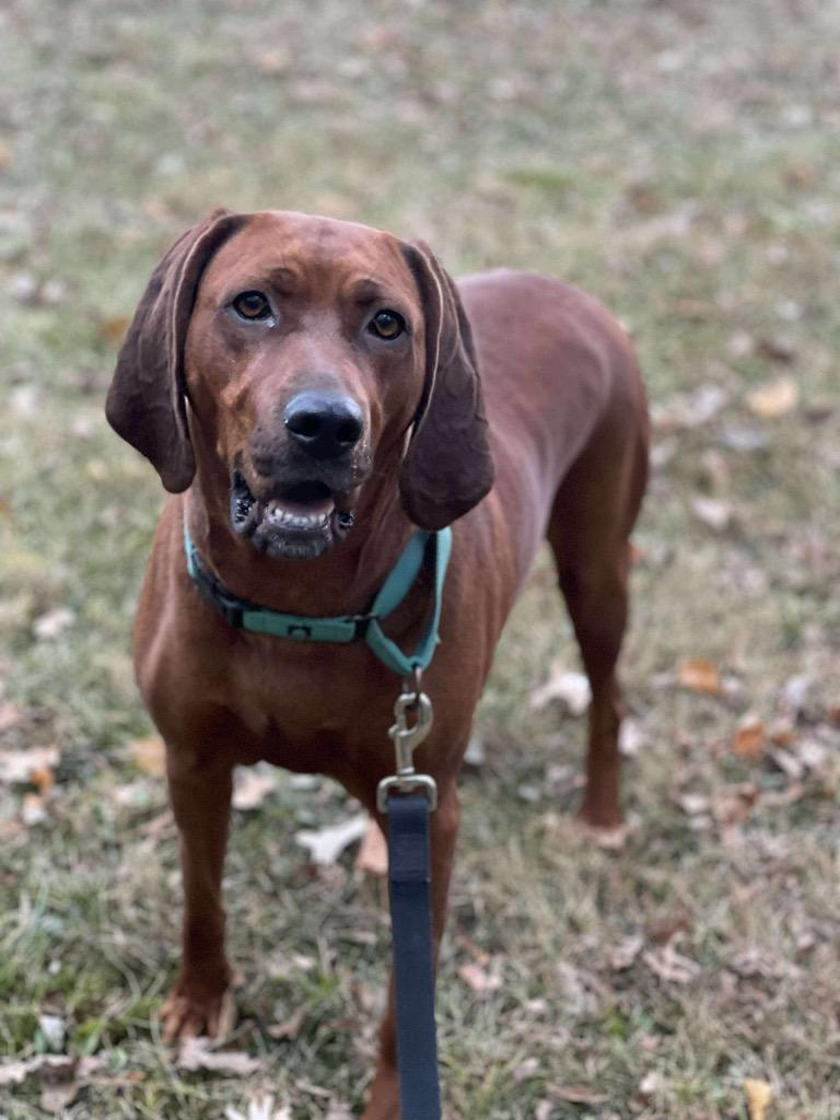 Ellie, a Adoptable Redbone Coonhound in Decatur, IN image 2/6