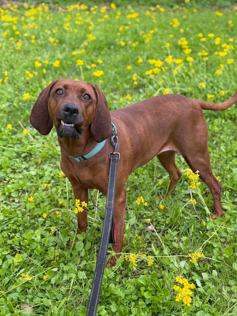 Ellie, a Adoptable Redbone Coonhound in Decatur, IN image 4/6