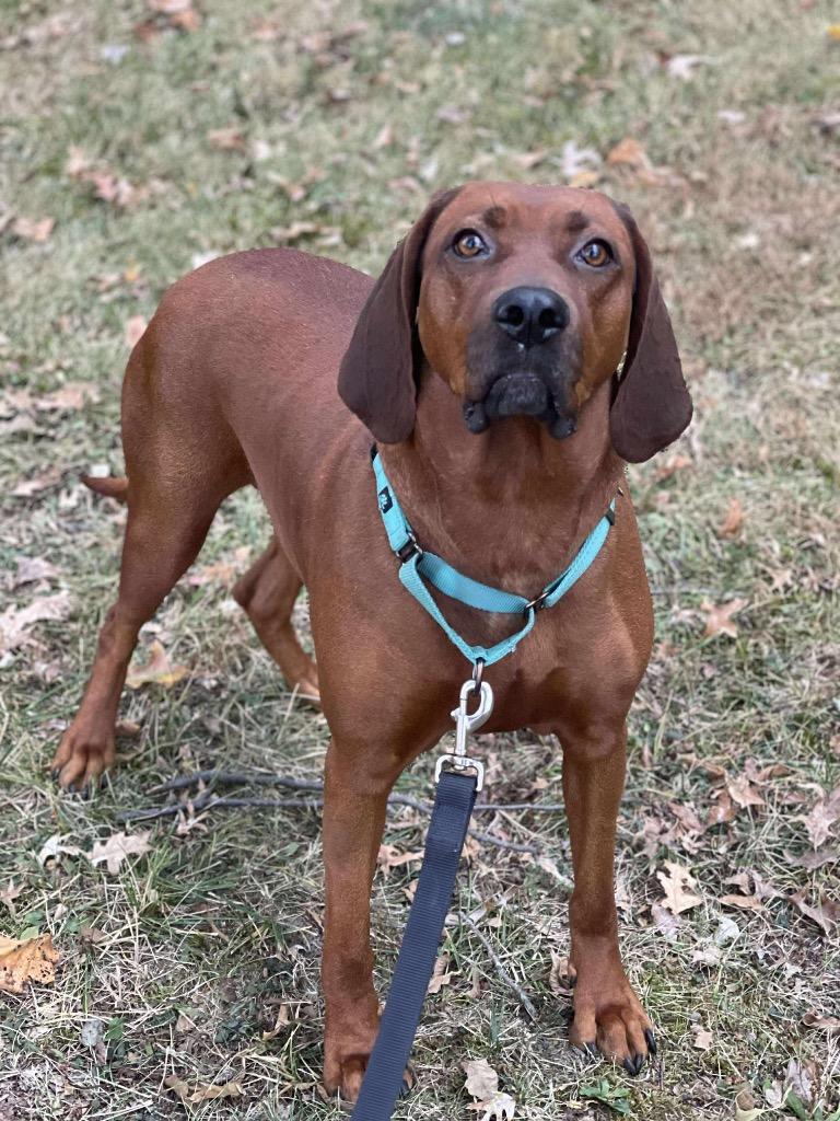 Ellie, Adoptable, Adult Female Redbone Coonhound.