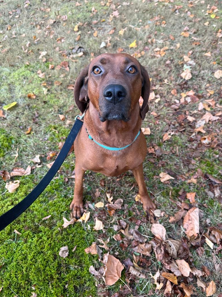 Ellie, a Adoptable Redbone Coonhound in Decatur, IN image 5/6