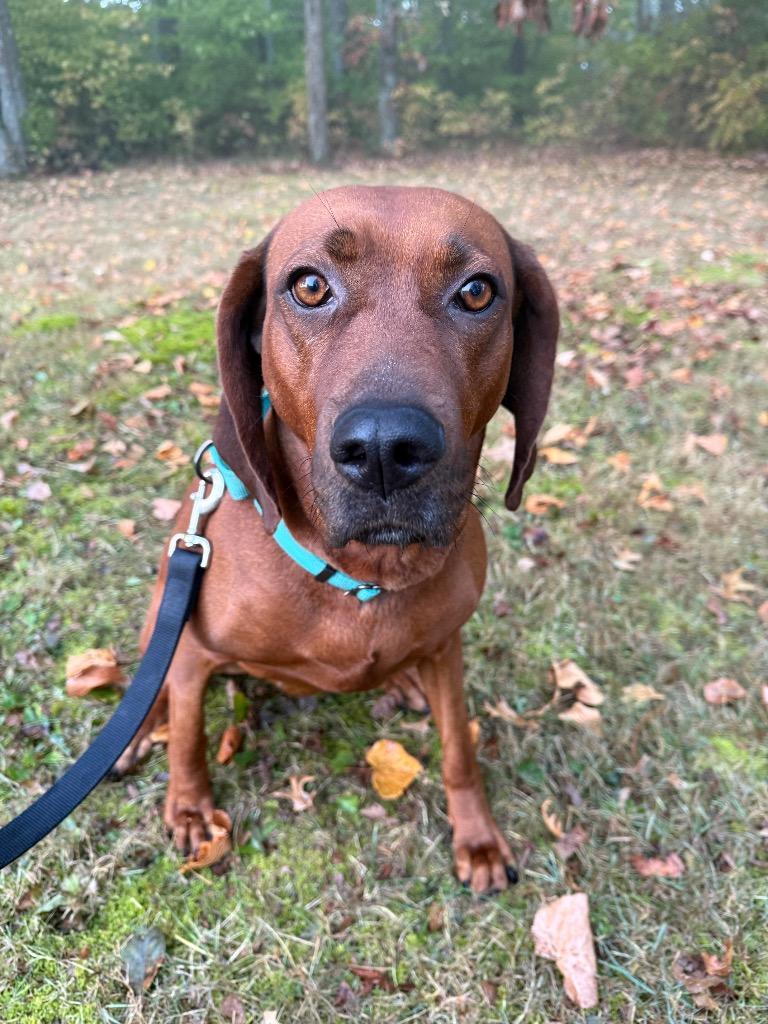 Enlarge Ellie, a Adoptable Redbone Coonhound in Decatur, IN image 4/6
