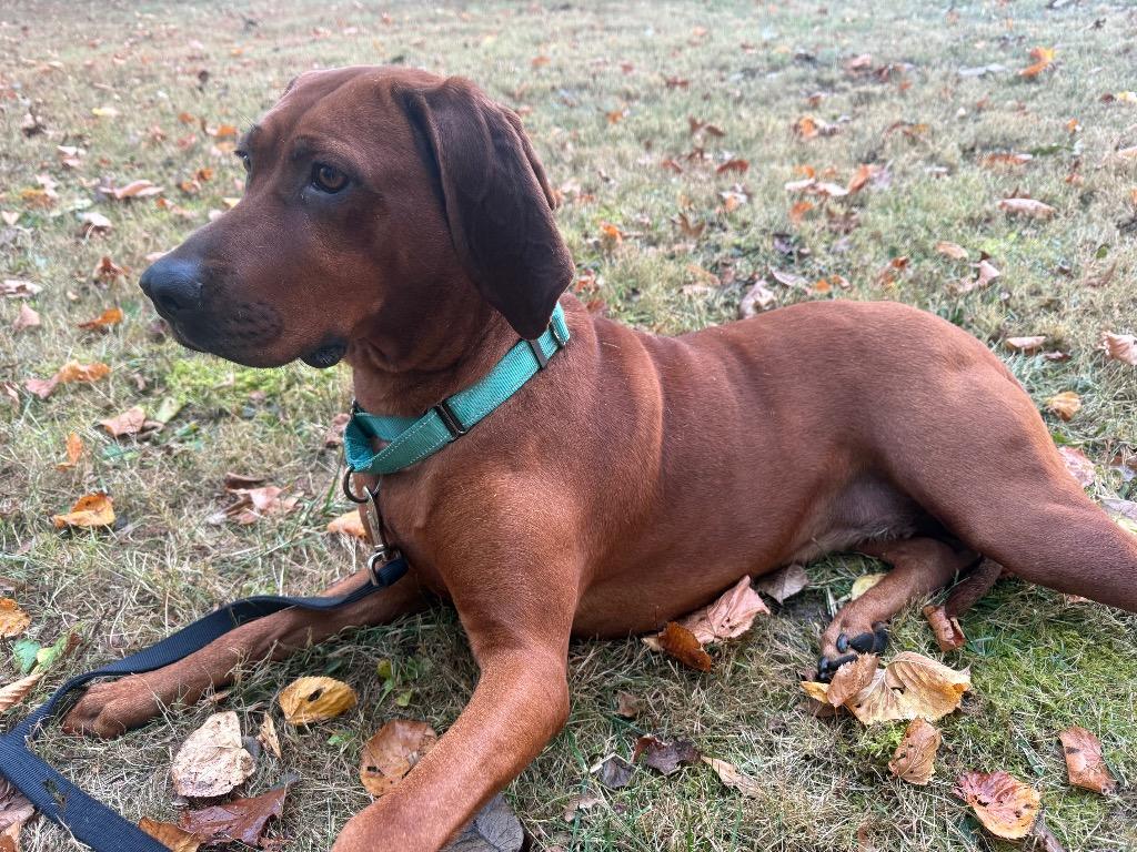Enlarge Ellie, a Adoptable Redbone Coonhound in Decatur, IN image 6/6