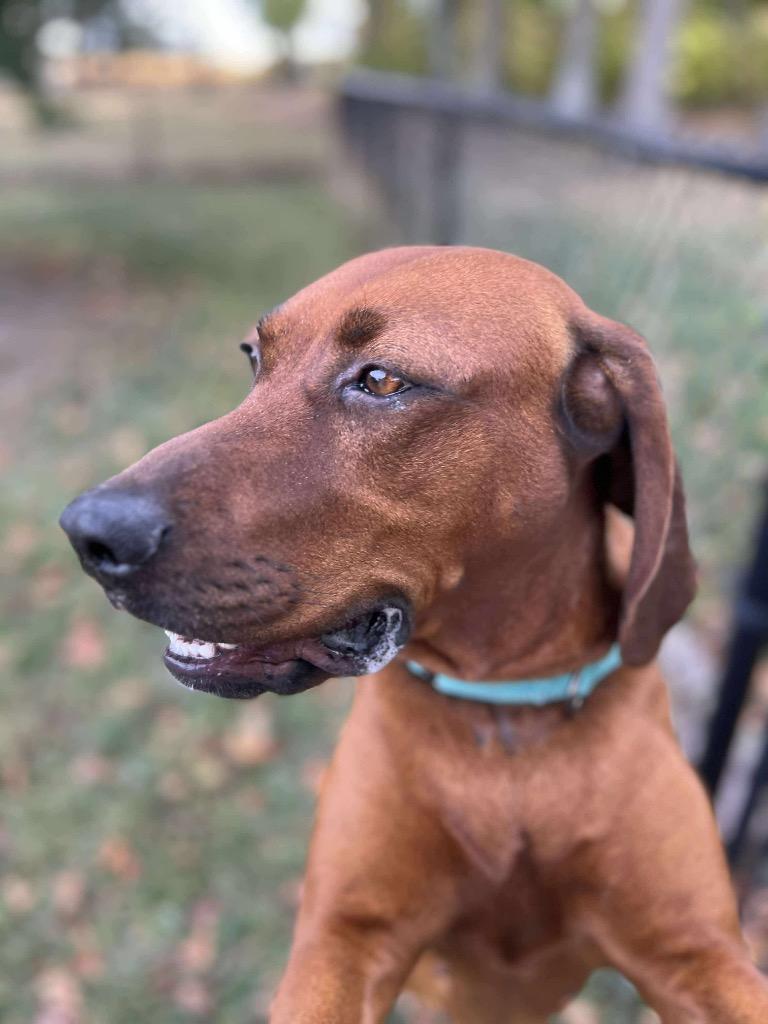 Ellie, a Adoptable Redbone Coonhound in Decatur, IN image 6/6