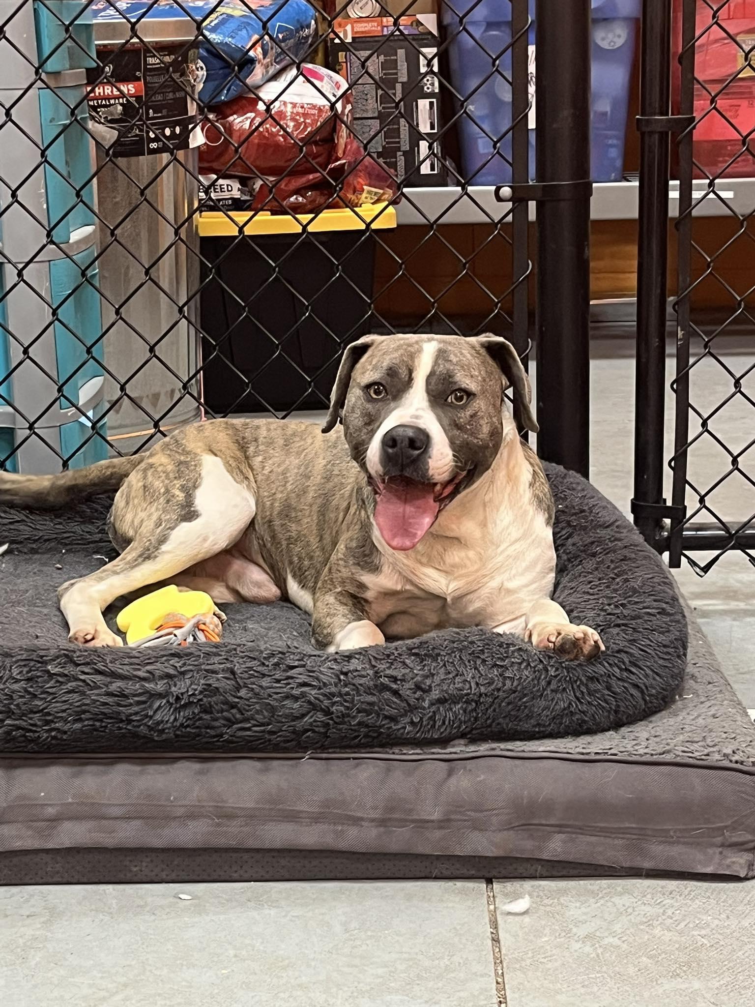 Scott , a ADOPTABLE mixed breed in Lincoln Park, MI image 4/4