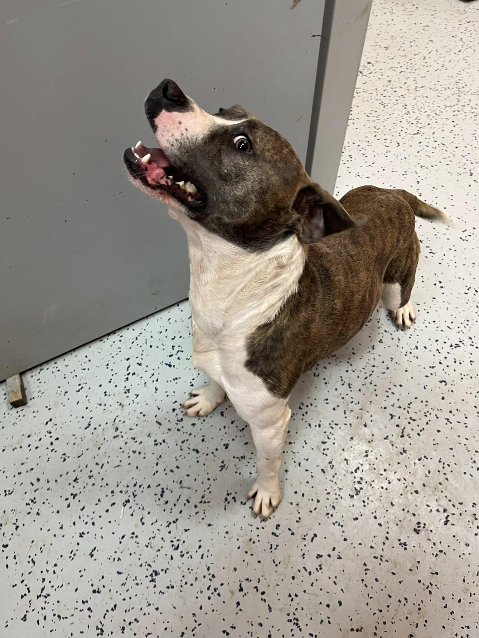 Scott , a ADOPTABLE mixed breed in Lincoln Park, MI image 3/4