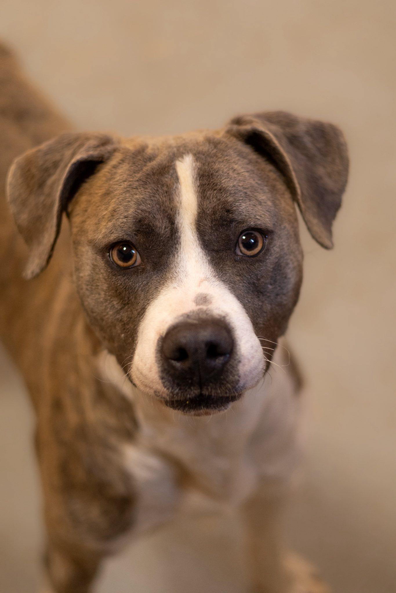 Scott , ADOPTABLE, Adult Male Pit Bull Terrier.