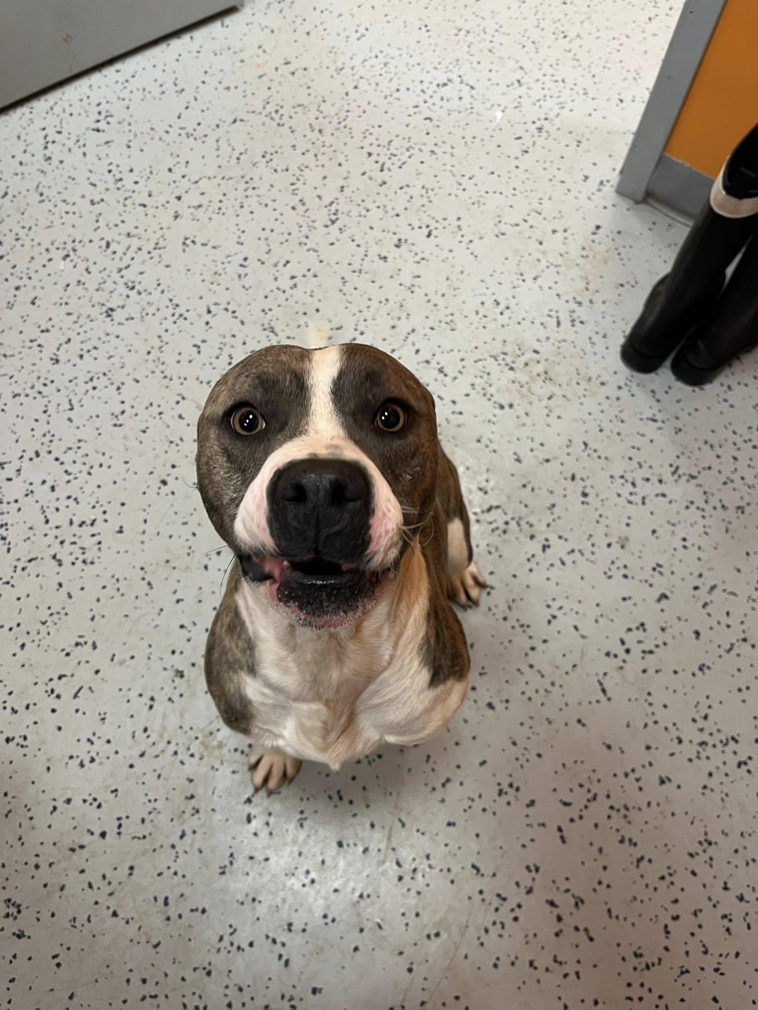 Scott , a ADOPTABLE mixed breed in Lincoln Park, MI image 2/4