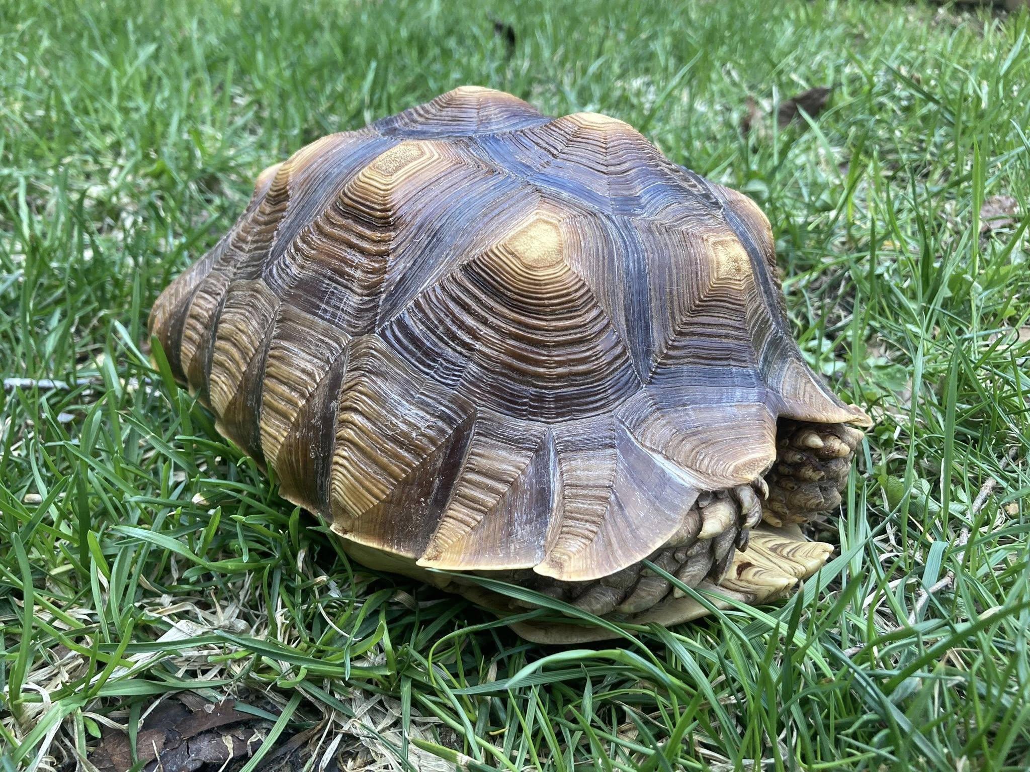 Enlarge Gizmo, a ADOPTABLE Sulcata in Palmerton, PA image 3/4